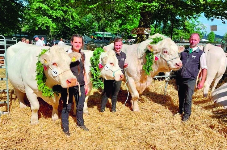 Drei mit Siegerkränzen umhängte Charolais-Rinder werden von Mitgliedern der Familie Henk präsentiert.