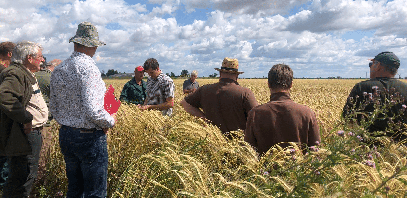 Eine Gruppe von Landwirten beugt sich auf einem Getreidefeld über die reifen Ähren.