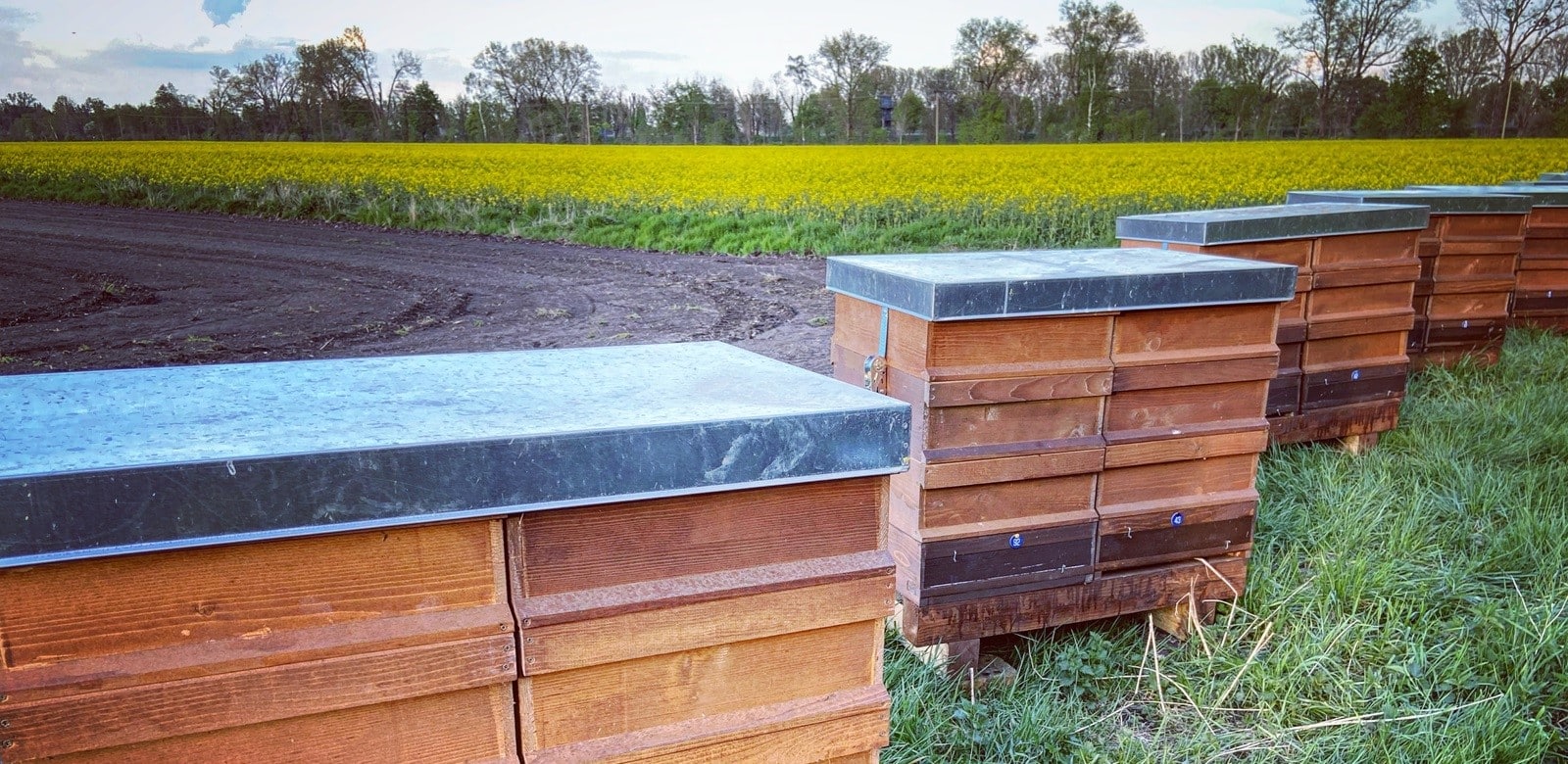 Bienenvölker in ihren Beuten am Rande eines Rapsfeldes
