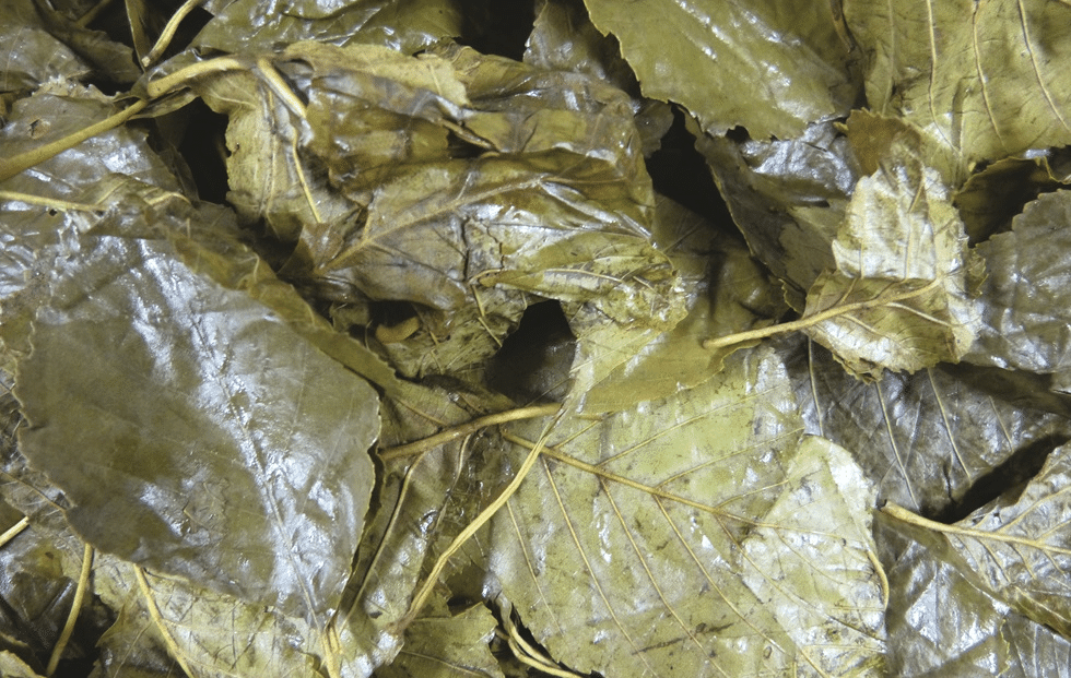 Silierte Blätter in Nahaufnahme